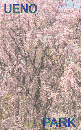Sakura in Ueno Park