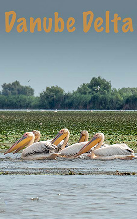 Pelicans in Danube Delta.