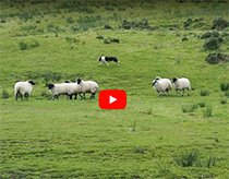 Kells Sheep Center - Ireland